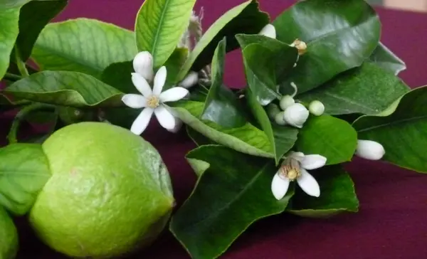 Foto: Staatliche Schlösser und Gärten Baden-Württemberg, Ortsverwaltung Weikersheim Schloss und Schlossgarten Weikersheim, Pomeranzen