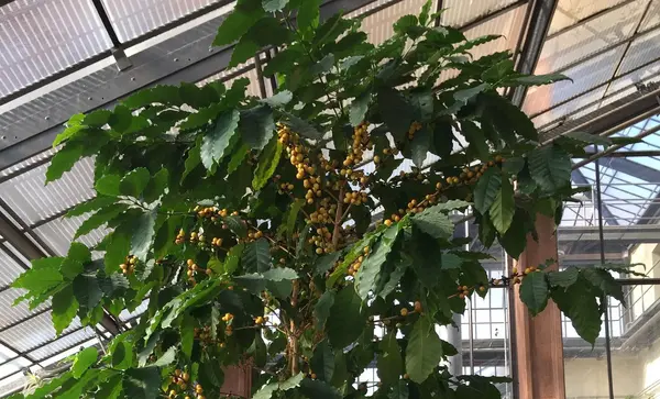 Foto: Staatliche Schlösser und Gärten Baden-Württemberg, Christina Ebel Botanischer Garten Karlsruhe, Kaffeepflanze