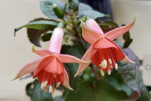 Schlossgarten Weikersheim, Fuchsie