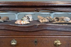 Barockschloss Mannheim, Naturalienkabinett