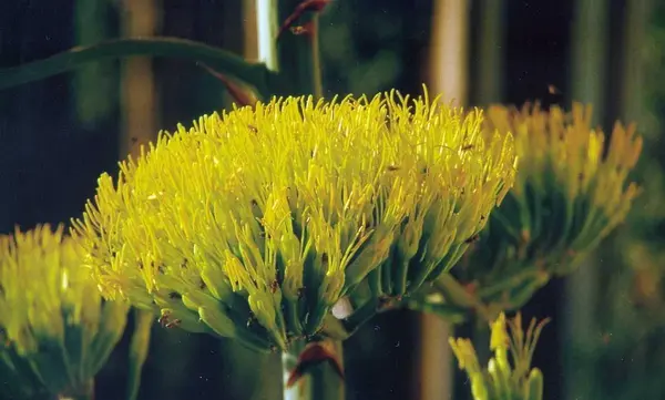 Foto: Staatliche Schlösser und Gärten Baden-Württemberg, Thomas Huber Agavenblüte